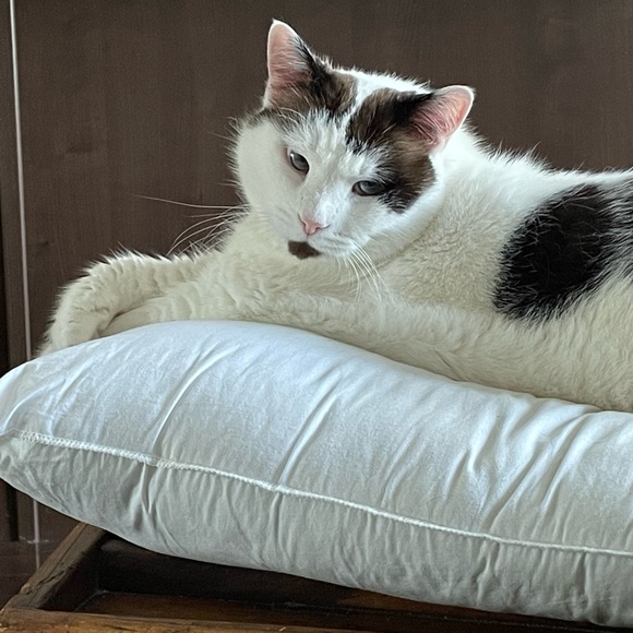 Meet your Posher, James - Picture 5 of 16